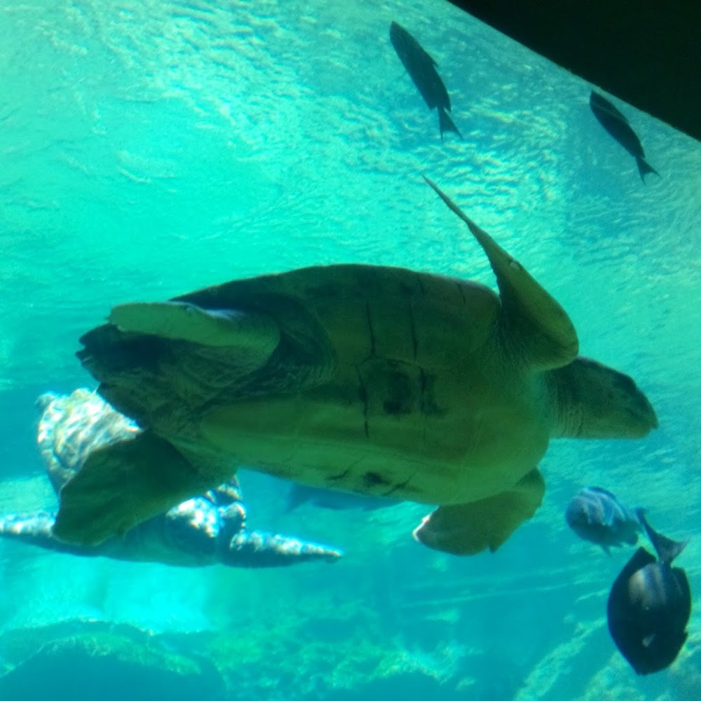 Meet your Posher, Nelly